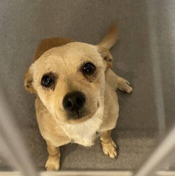 A611756 -  Chihuahua Dog for Adoption in Modesto, California - A611756 | PetCurious