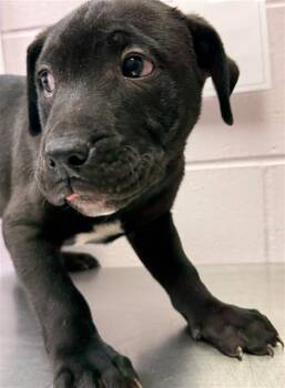 Mixed Breed Dogs Available for Adoption - ZAXBY | PetCurious