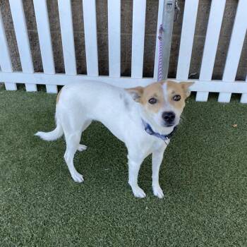 TEQUILA -  Chihuahua and Mixed Breed Dog for Adoption in Modesto, California - TEQUILA | PetCurious