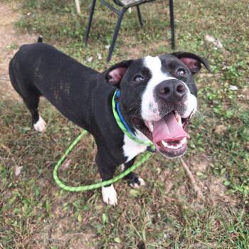 Bowser -  Mixed Breed Dog for Adoption in Cape Girardeau, Missouri - Bowser | PetCurious