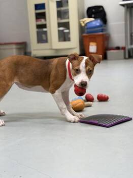 Sydney - P -  Labrador Retriever and Mixed Breed Dog for Adoption in Daytona Beach, Florida - Sydney - P | PetCurious