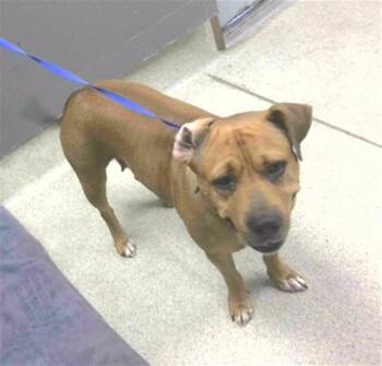 SLOAN -  Pit Bull Terrier Dog for Adoption in Tallahassee, Florida - SLOAN | PetCurious