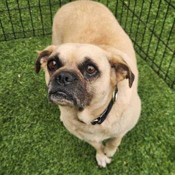 Louie -  Pug and Mixed Breed Dog for Adoption in San Francisco, California - Louie | PetCurious
