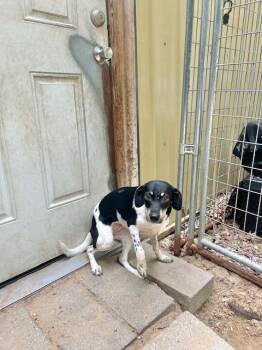 Jacqueline (Formerly "Jill") -  Rat Terrier Dog for Adoption in Muskegon, Michigan - Jacqueline (Formerly "Jill") | PetCurious
