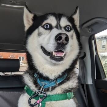 Rescue Mixed Breed Dogs for Adoption in Fairport, New York - Jackson | PetCurious