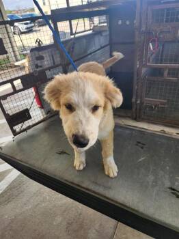 Labrador Retriever and Mixed Breed Dogs Available for Adoption - Buster | PetCurious