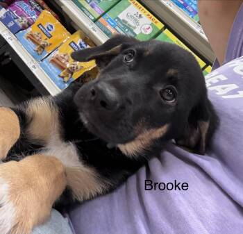 Brooke -  Shepherd Dog for Adoption in Mobile, Alabama - Brooke | PetCurious
