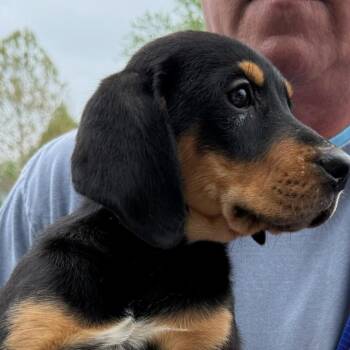 Mixed Breed Dogs Available for Adoption in Rockville, Maryland - Gomer | PetCurious