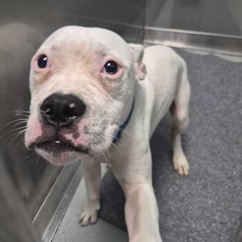 Sugar Kane -  Mixed Breed Dog for Adoption in Davenport, Iowa - Sugar Kane | PetCurious