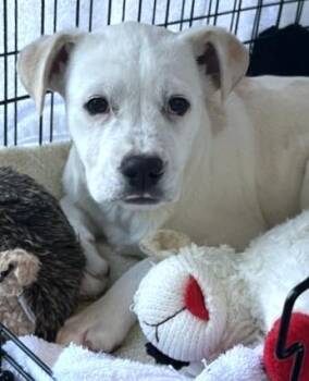 Labrador Retriever and Mixed Breed Dogs Available for Adoption - DESTIN | PetCurious