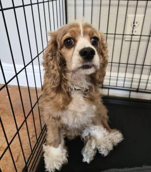 Rubie -  Cavalier King Charles Spaniel and Cocker Spaniel Dog for Adoption in Bolivar, Missouri - Rubie | PetCurious