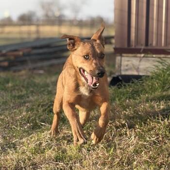 Brock -  Black Mouth Cur and Mixed Breed Dog for Adoption in Ennis, Texas - Brock | PetCurious