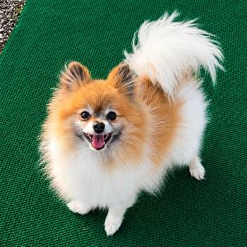 Ping Pong -  Pomeranian and Mixed Breed Dog for Adoption in Binghamton, New York - Ping Pong | PetCurious