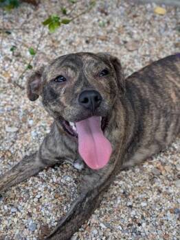 Cupcake -  Pit Bull Terrier and Mixed Breed Dog for Adoption in New Orleans, Louisiana - Cupcake | PetCurious