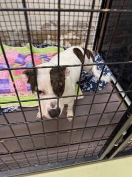 Rescue Mixed Breed Dogs for Adoption in Cincinnati, Ohio - Gwen | PetCurious