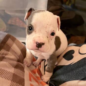 Pit Bull Terrier Dogs Available for Adoption in Northville, Michigan - Peep | PetCurious