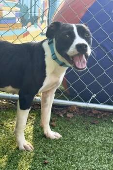 Gypsy -  Mixed Breed Dog for Adoption in Savannah, Georgia - Gypsy | PetCurious