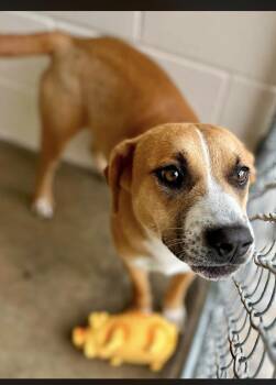 Scuba -  Mixed Breed Dog for Adoption in Tom Bean, Texas - Scuba | PetCurious