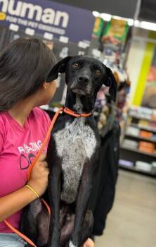Oliver-One of our Amazing Rescue Dogs -  Whippet and Black Labrador Retriever Dog for Adoption in Carlsbad, California - Oliver-One Of Our Amazing Rescue Dogs | PetCurious