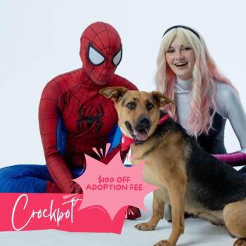 Mama Crockpot -  Shepherd and Hound Dog for Adoption in Chattanooga, Tennessee - Mama Crockpot | PetCurious