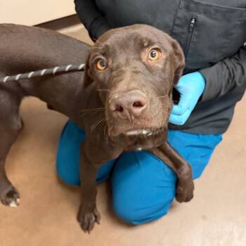 Pizza -  Chocolate Labrador Retriever and Mixed Breed Dog for Adoption in Flagstaff, Arizona - Pizza | PetCurious