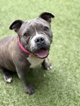 Suvada -  Pit Bull Terrier and Mixed Breed Dog for Adoption in Westland, Michigan - Suvada | PetCurious