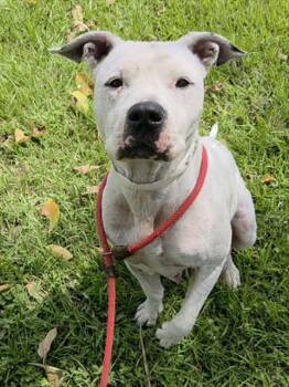 DOMINO -  American Staffordshire Terrier Dog for Adoption in Fort Lauderdale, Florida - DOMINO | PetCurious