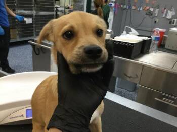 A1923847 -  Terrier and Mixed Breed Dog for Adoption in Thousand Palms, California - A1923847 | PetCurious