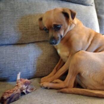 Juno -  Chihuahua Dog for Adoption in Corvallis, Oregon - Juno | PetCurious