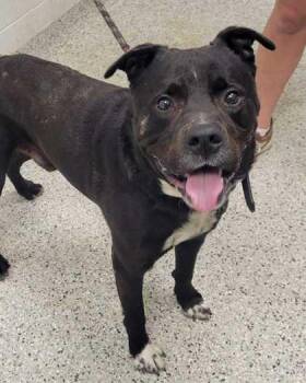 G-Money -  Pit Bull Terrier and Mixed Breed Dog for Adoption in Kansas City, Missouri - G-Money | PetCurious
