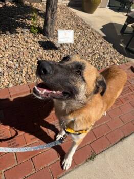 Cookie Dough -  Anatolian Shepherd and Mixed Breed Dog for Adoption in Fort Collins, Colorado - Cookie Dough | PetCurious