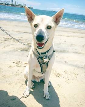 Rescue Husky and Shepherd Dogs for Adoption in Los Angeles, California - HARLEY | PetCurious