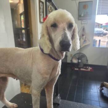 Journey -  Poodle Dog for Adoption in Meridian, Mississippi - Journey | PetCurious
