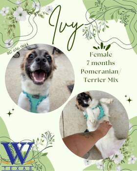 Pomeranian Dogs Available for Adoption in Watauga, Texas - Ivy | PetCurious