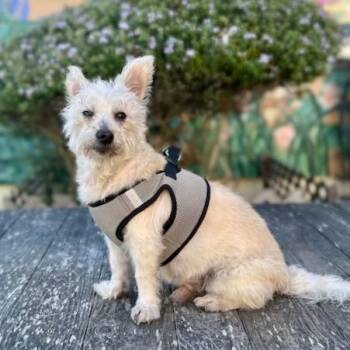 Davie -  Terrier Dog for Adoption in Pacific Grove, California - Davie | PetCurious