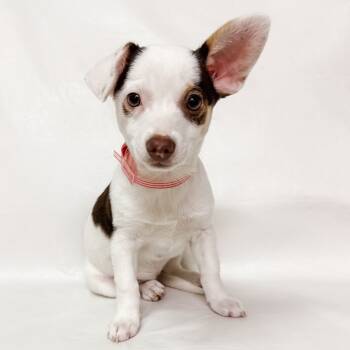 Rescue Mixed Breed Dogs for Adoption in Parker, Colorado - 820 (2025) Blossom | PetCurious