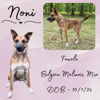 Rescue Belgian Shepherd Malinois Dogs for Adoption in Caldwell, Texas - Noni | PetCurious