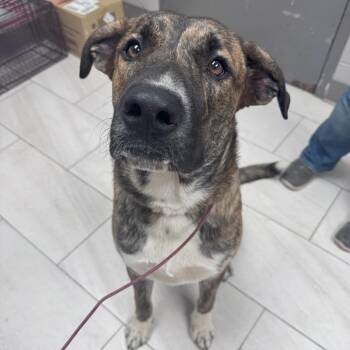 Rowdy -  Mountain Cur Dog for Adoption in Lufkin, Texas - Rowdy | PetCurious