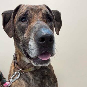 Hound and Terrier Dogs Available for Adoption in Bloomfield, Connecticut - Midge | PetCurious