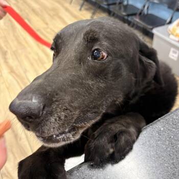 Stella -  Black Labrador Retriever Dog for Adoption in Newark, New Jersey - Stella | PetCurious