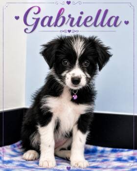 Gabriella -  Border Collie Dog for Adoption in Casselberry, Florida - Gabriella | PetCurious
