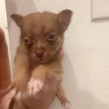 Aussie 1 -  Australian Shepherd and Mixed Breed Dog for Adoption in Baton Rouge, Louisiana - Aussie 1 | PetCurious