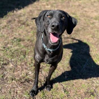 Mighty Jo -  Weimaraner and Great Dane Dog for Adoption in Willis, Texas - Mighty Jo | PetCurious