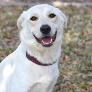 Labrador Retriever and Shepherd Dogs Available for Adoption - Daisy | PetCurious