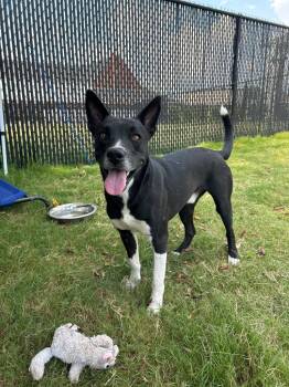 Rescue Labrador Retriever and Basenji Dogs for Adoption in Chattanooga, Tennessee - Ollie | PetCurious