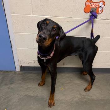 Plankton -  Doberman Pinscher and Mixed Breed Dog for Adoption in Dekalb, Illinois - Plankton | PetCurious