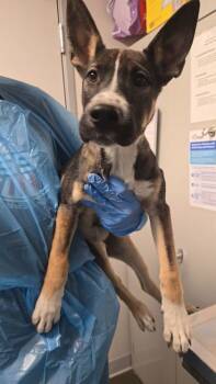 Rescue Shepherd and Cattle Dog Dogs for Adoption in Fresno, California - Vicky | PetCurious