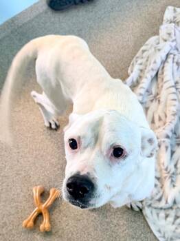 Pit Bull Terrier and Mixed Breed Dogs Available for Adoption in Cape Coral, Florida - Journey | PetCurious