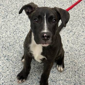 Connie -  Mixed Breed Dog for Adoption in Chicago, Illinois - Connie | PetCurious