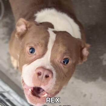 Rex A2289944 -  Pit Bull Terrier Dog for Adoption in Los Angeles, California - Rex A2289944 | PetCurious